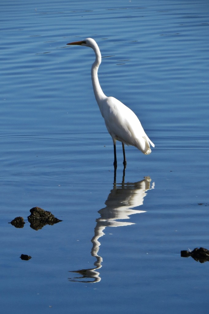ardea alba 1