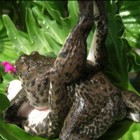 Mais uma que confiou no namorado 