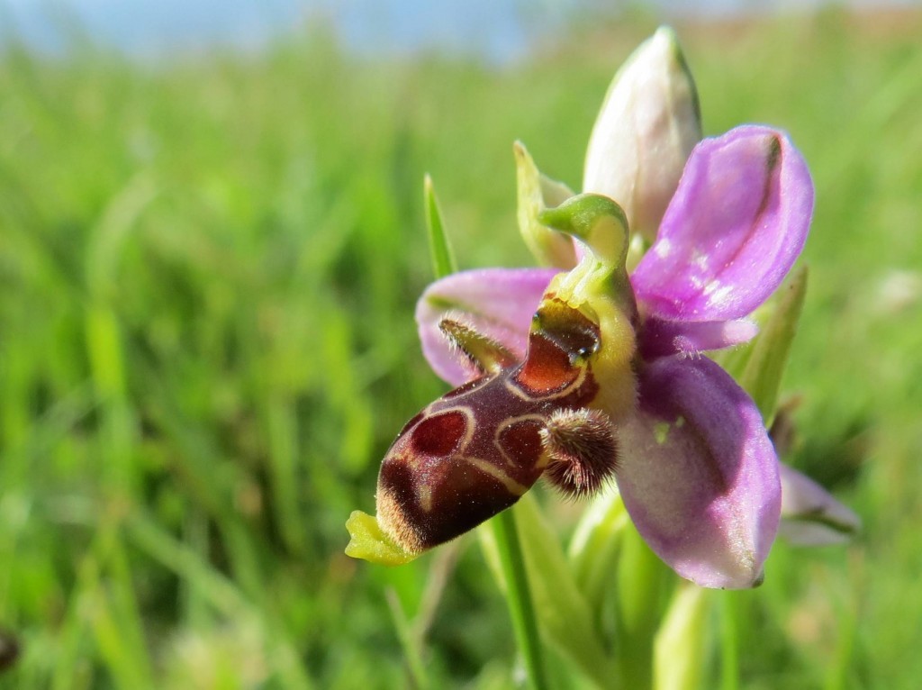 Ophrys-scolopax-0-1024x766