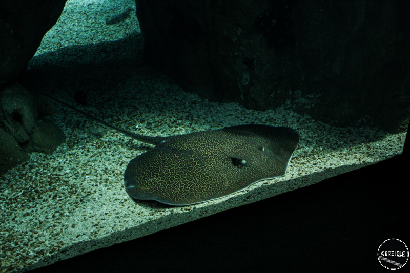 IMG_4796-33.jpg IMG_4796-33.jpg