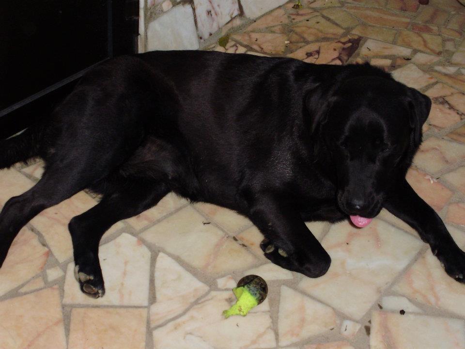 522119_405263712831350_8292431_n.jpg 522119_405263712831350_8292431_n.jpg