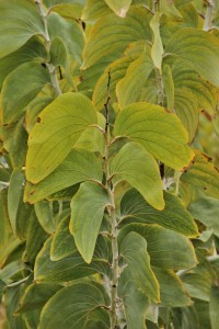 Elephant ear 1 (683x1024)