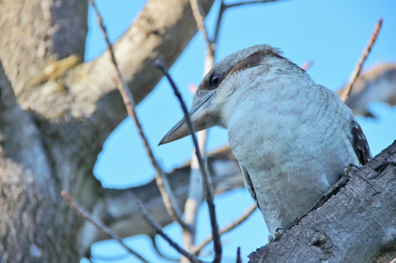 kookaburra 5