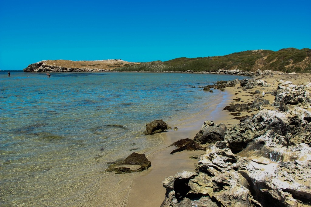 penguin island 1 (1024x683)
