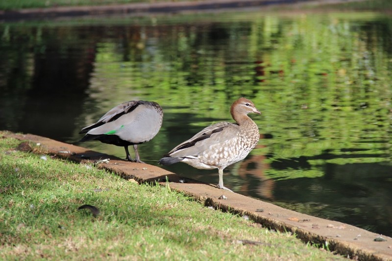 chenonetta jubata a 12