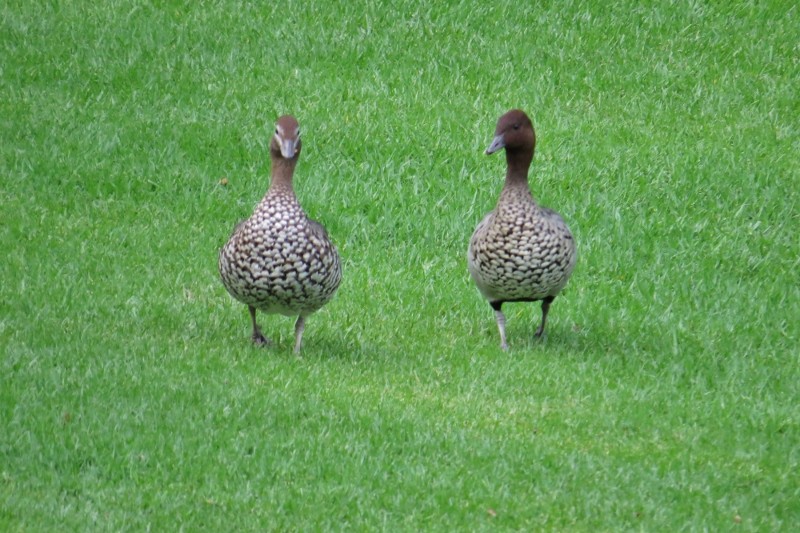 chenonetta jubata 3 (800x533)