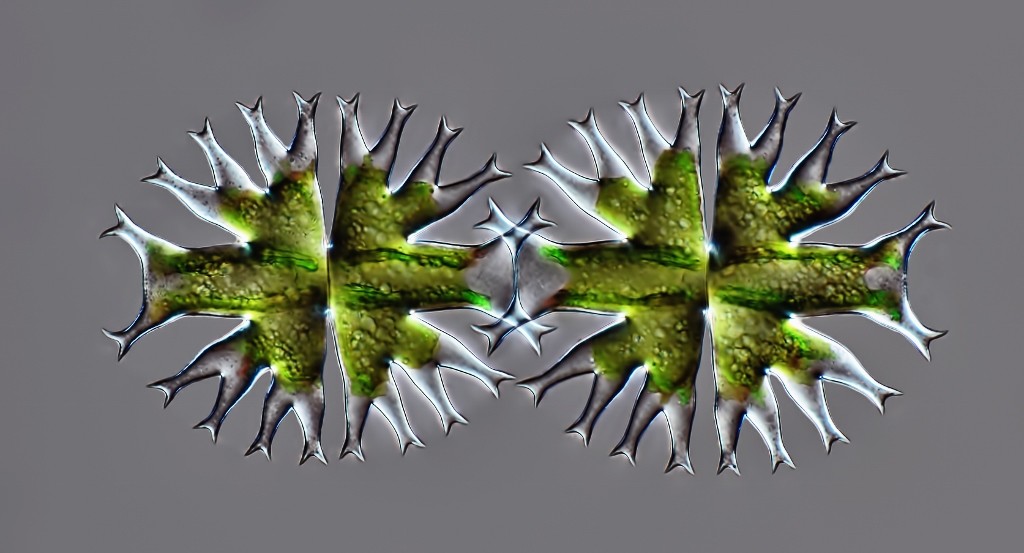 2014 HM Moreno Gill 3 MFurcata (1024x553)