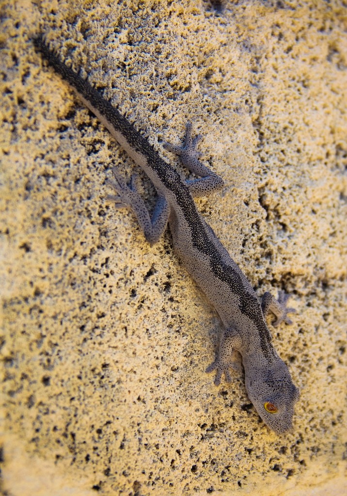 south-western spiny-tailed gecko 1