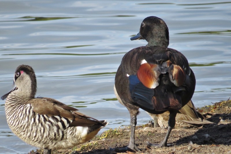 shelduck 9 (800x533)