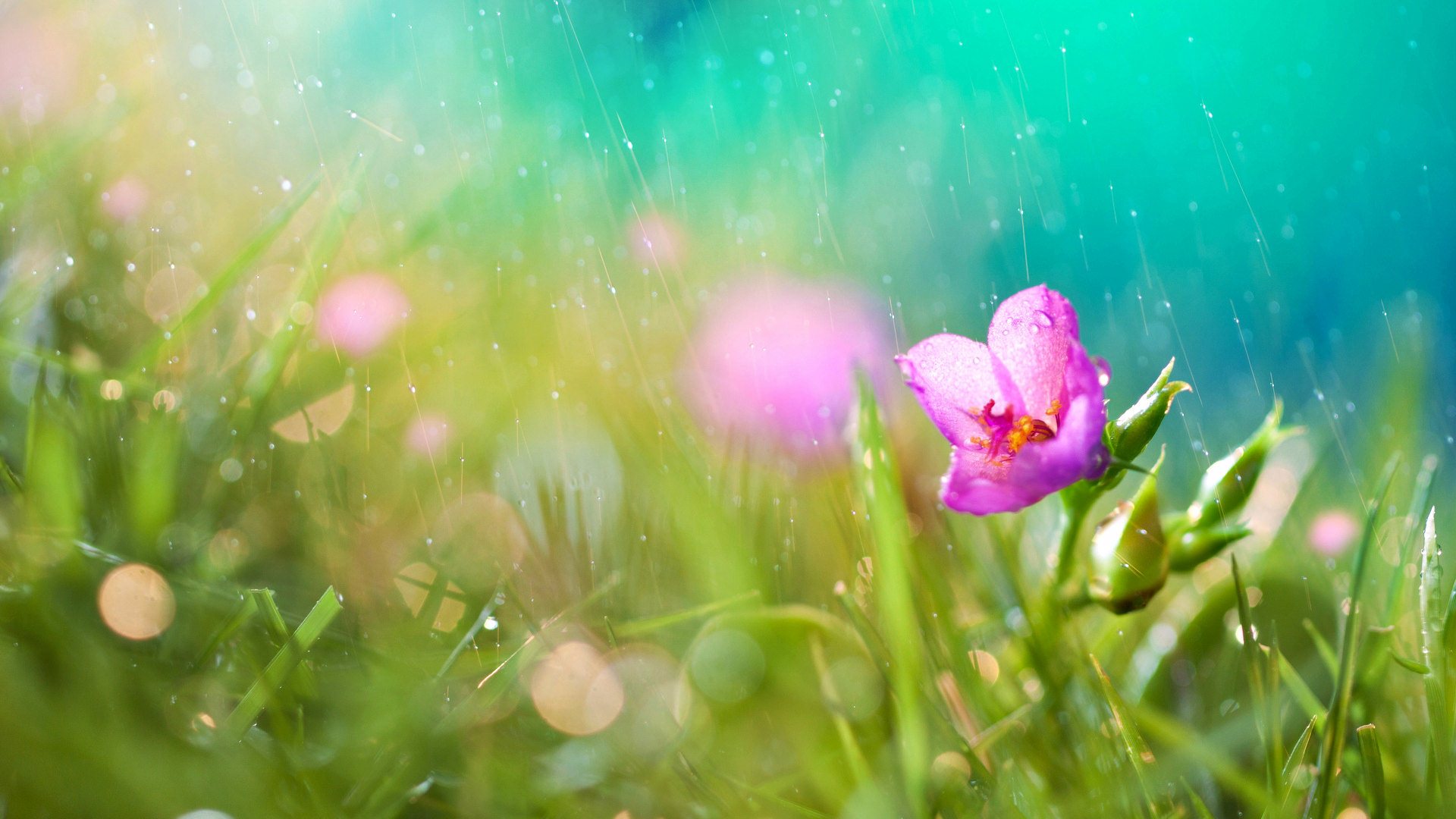 Flower-in-Rain-Wallpaper.jpg