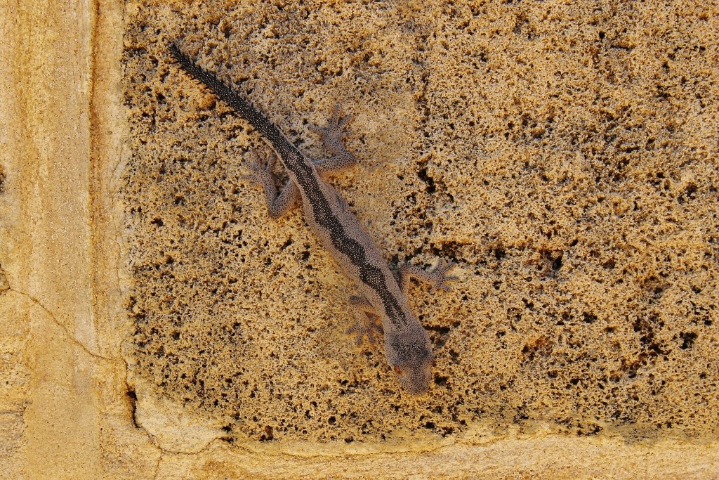 south-western spiny-tailed gecko 4