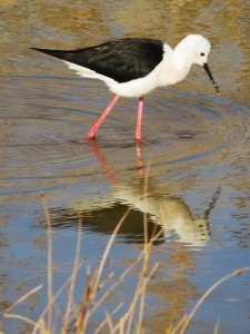 himantopus_3
