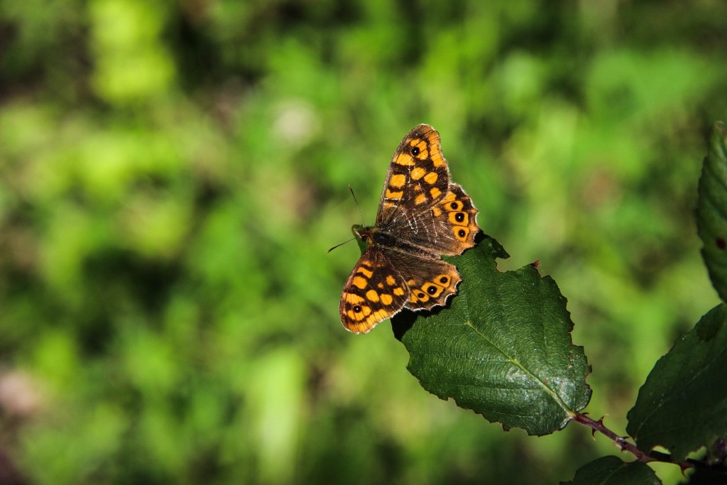 lagoa da estacada a 15