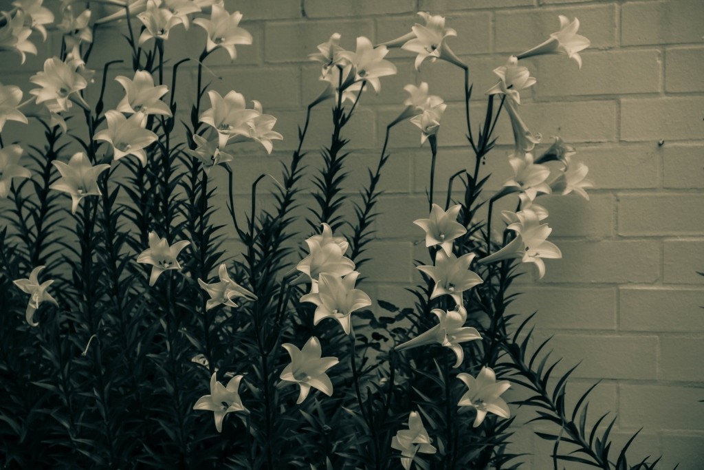 flor branca-3 (1024x683)