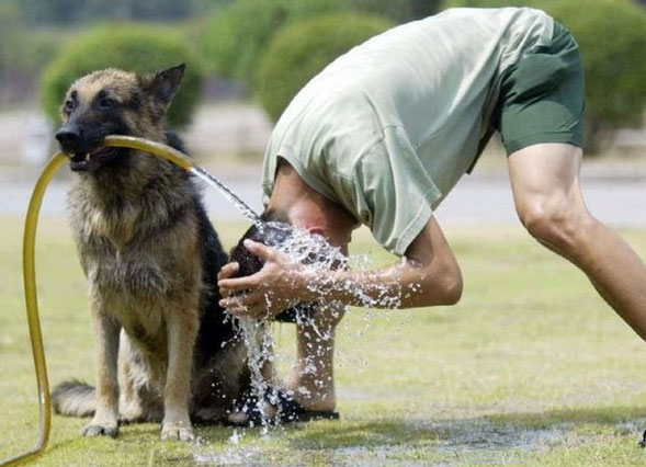melhor amigo do homem cão