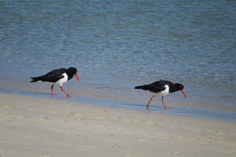 haematopus longirostris 2 (800x533)