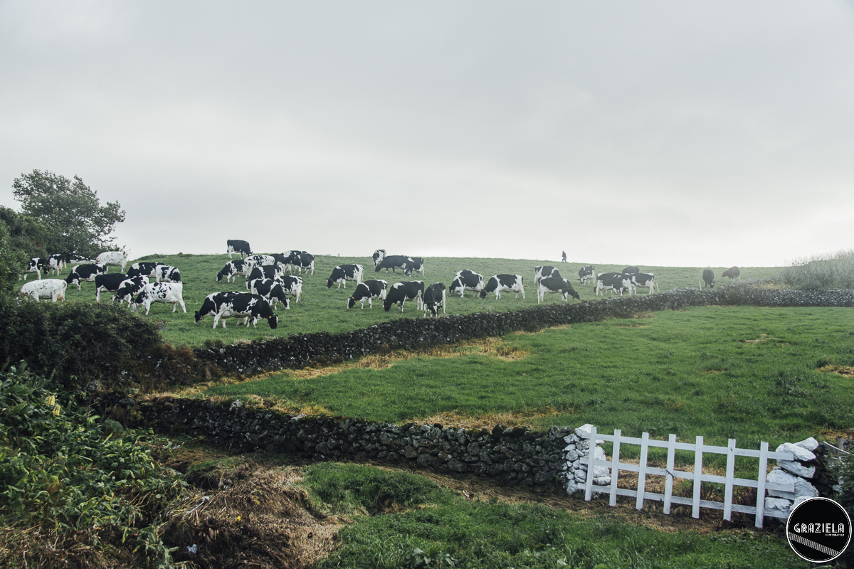 Terceira_2015_Pequenas-96.JPG Terceira_2015_Pequenas-96.JPG