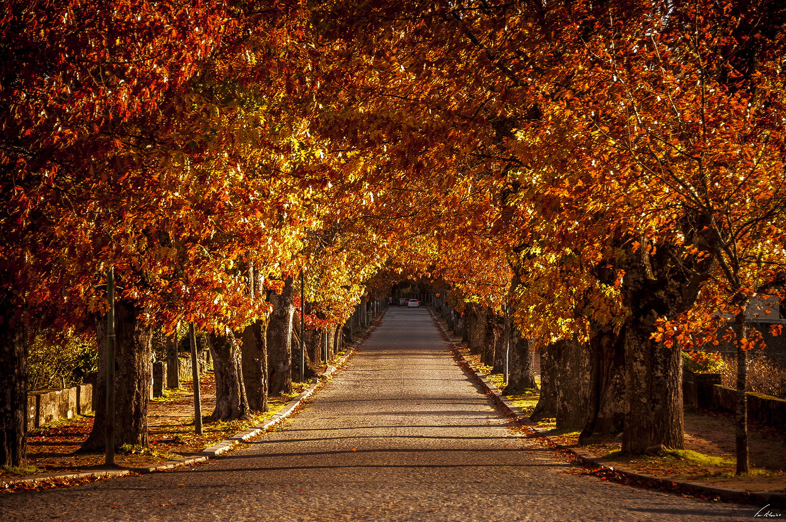 1600-vidago (1983).jpg