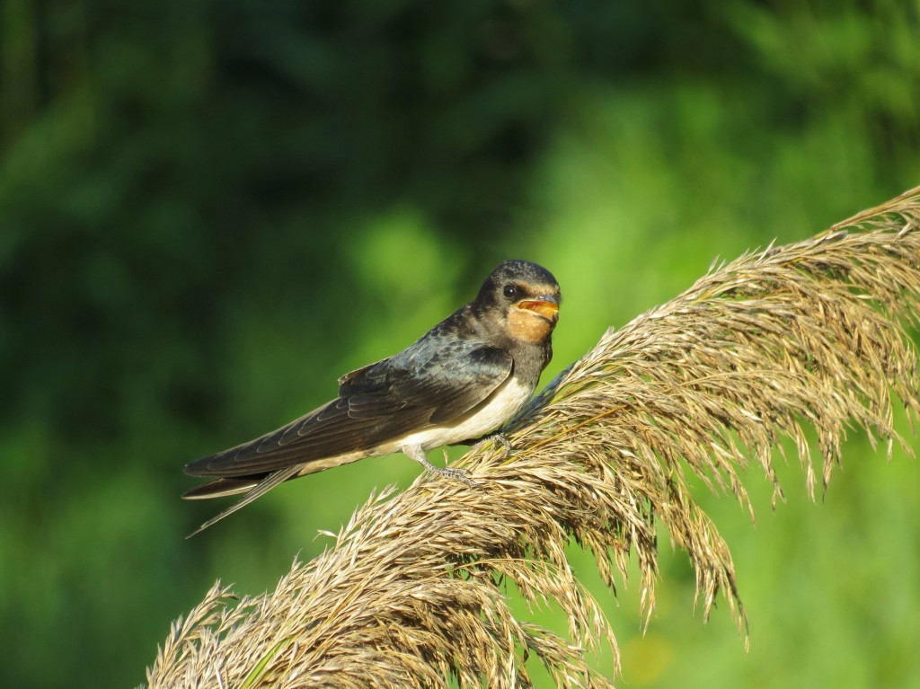 hirundo rustica