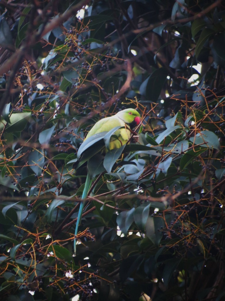 periquito-de-colar 5