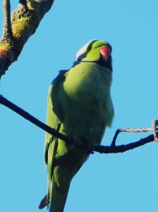 periquito de colar 3 macho