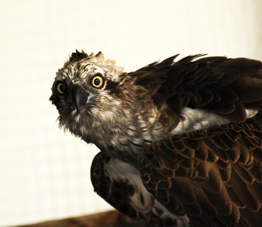 aguia-pesqueira a 10