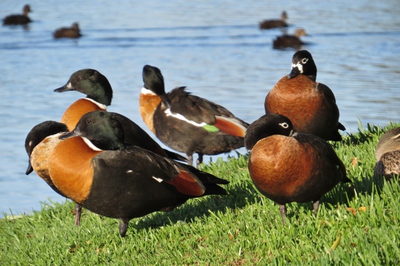 shelduck 2 (800x533)