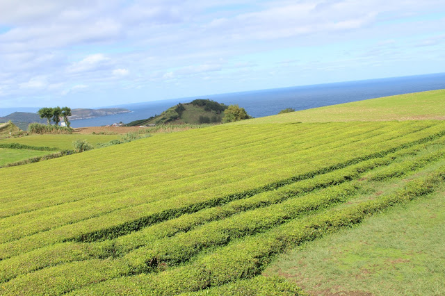 Açores + Azores + Arquipélago dos Açores + Ilha de São Miguel + chá dos açores + chá gorreana + fábrica de chá + plantações de chá dos Açores + visitar portugal + beleza dos Açores + viajar em família