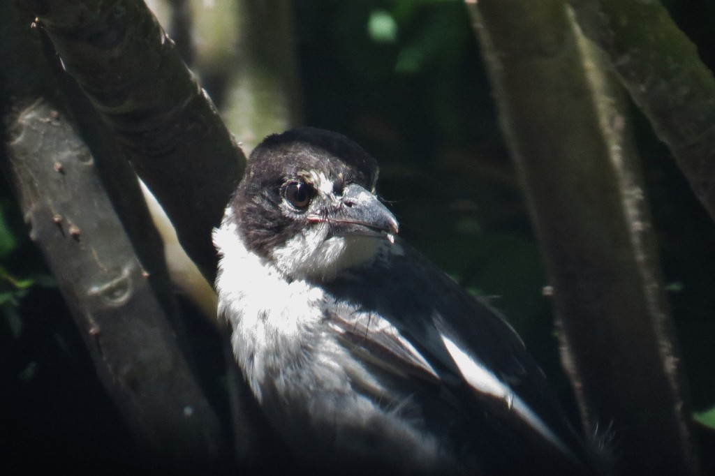 butcherbird 4
