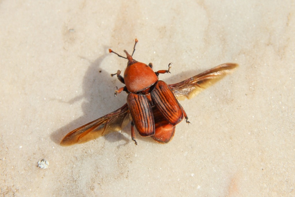 escaravelho palmeira 3