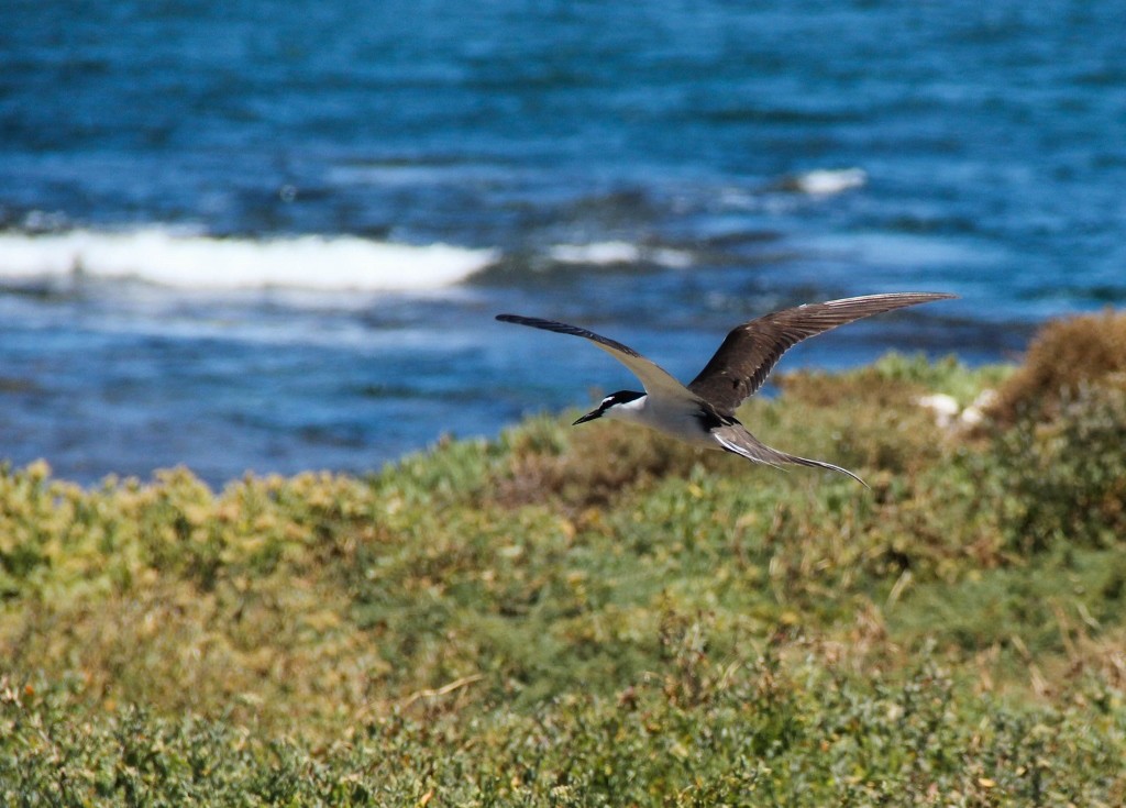 bridled tern 5