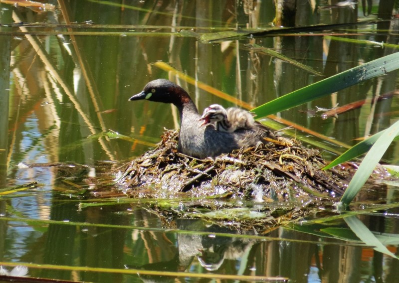 little grebe 2 (800x568)