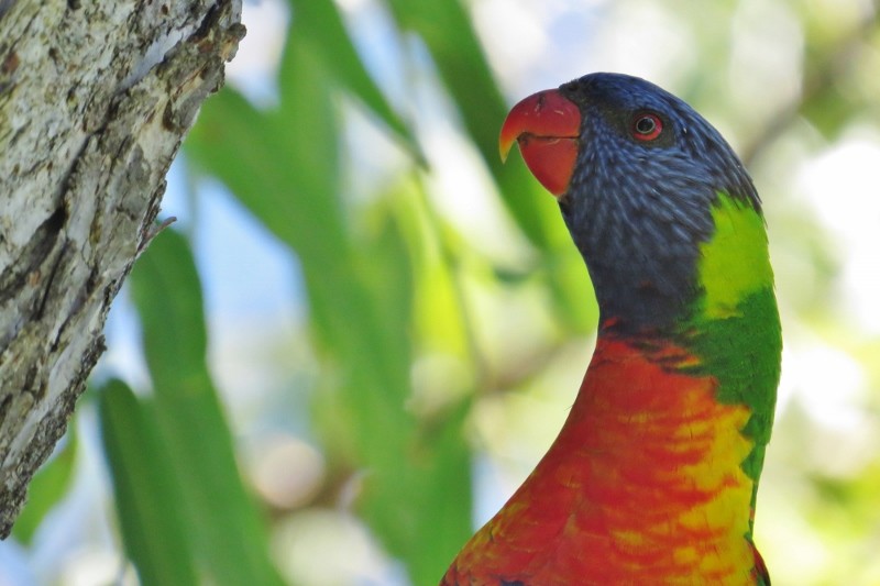 rainbow lorikeet a 12