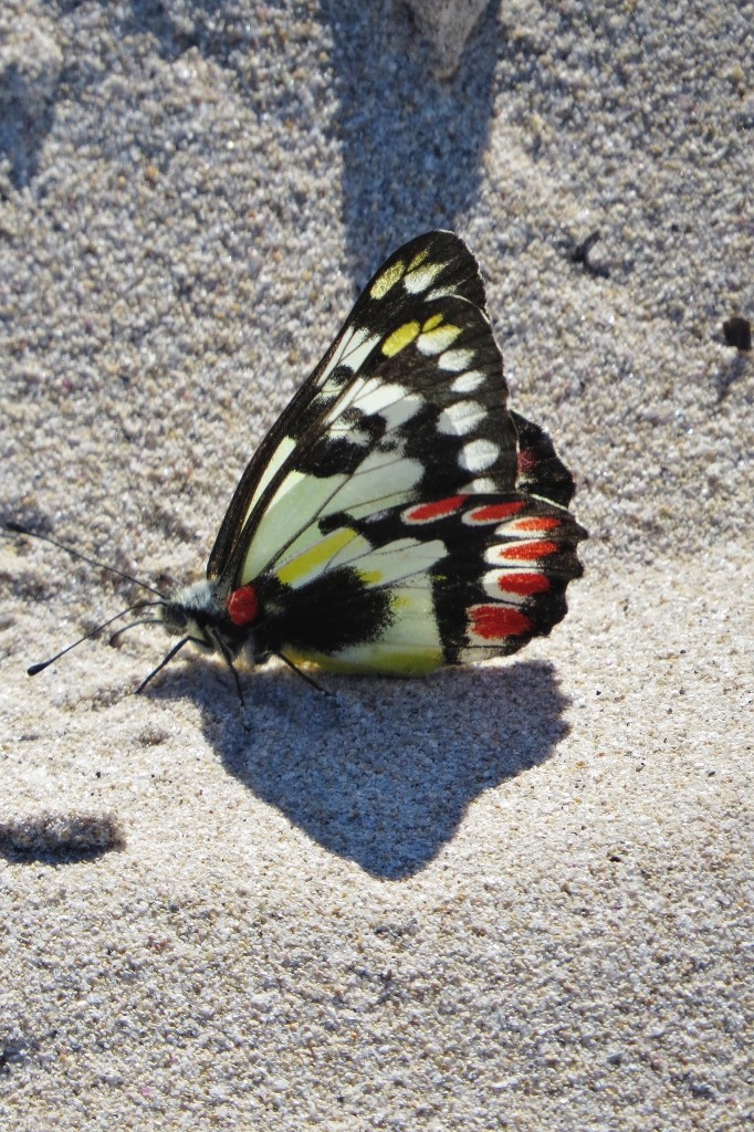 red-spotted jezebel 4