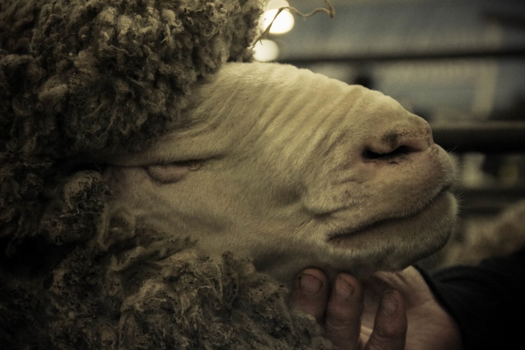 sheep perth royal show a 14 (1024x683)