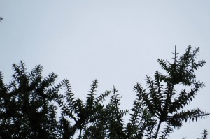 melaleuca 5
