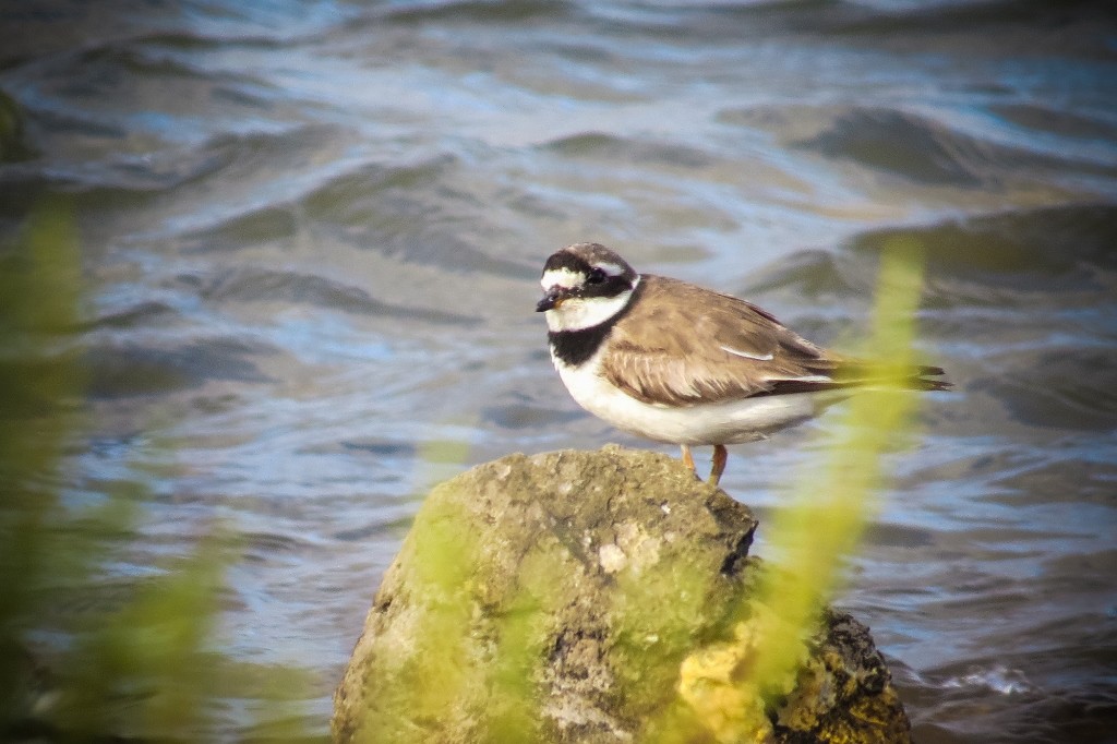 borrelho-1 (1024x682)