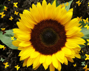 sunflower_wallpaper_coll_hd-180x144.jpg