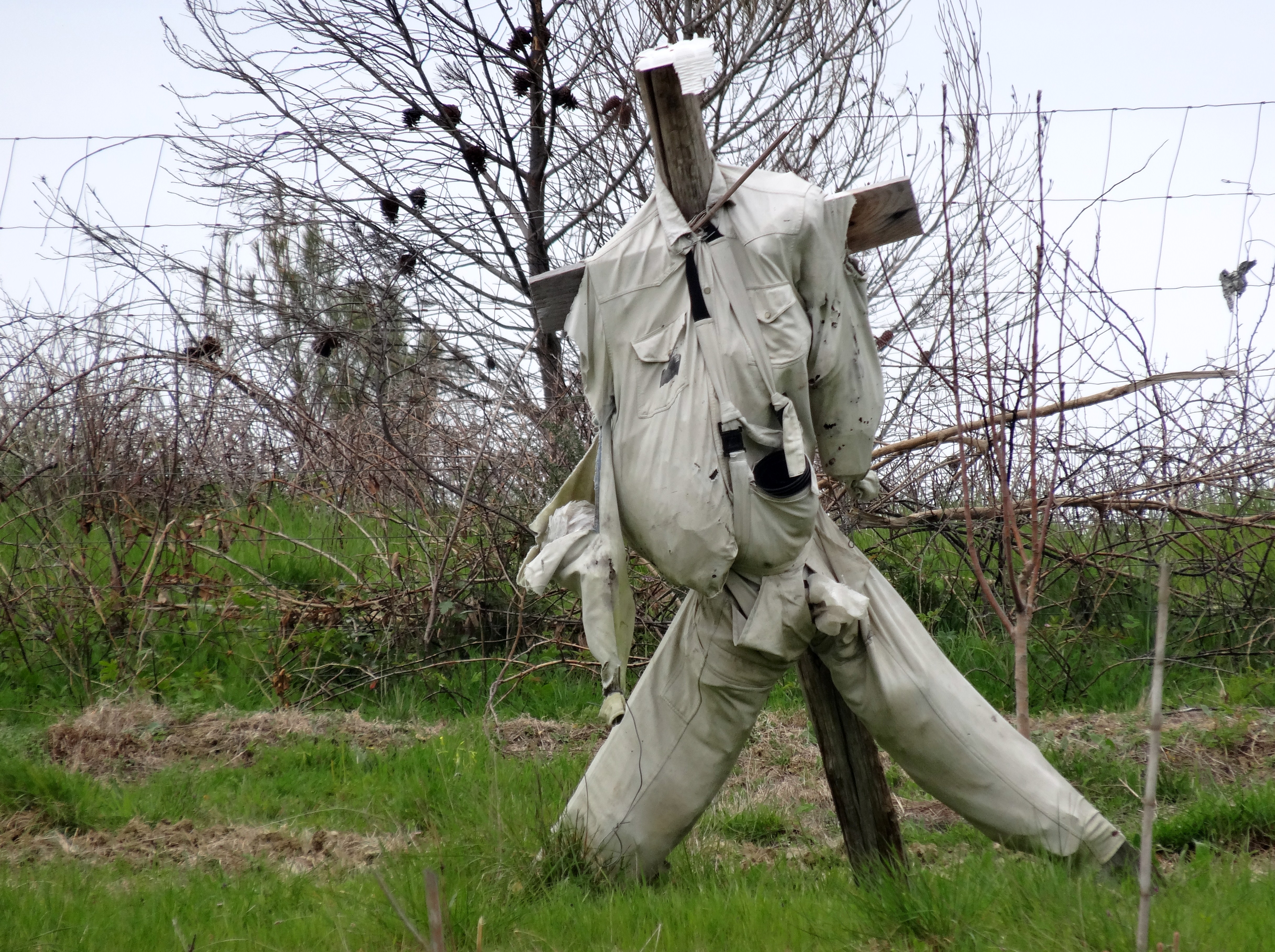 espantalho maxial 03.04.2015.JPG