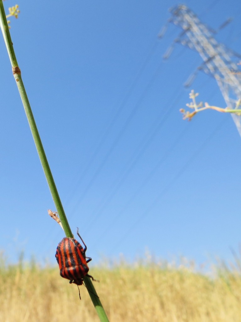 graphosoma lineatum 6