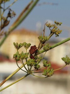graphosoma lineatum 7