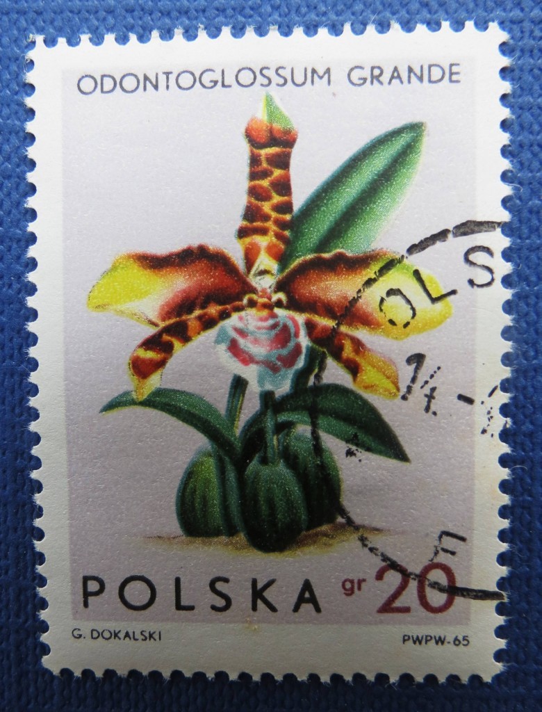 orquideas polonia 2