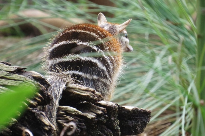 numbat 5