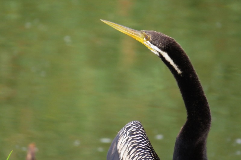 australian darter a 14 (800x533)