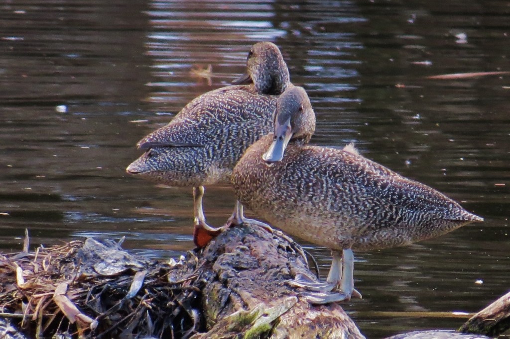 freckled duck 3