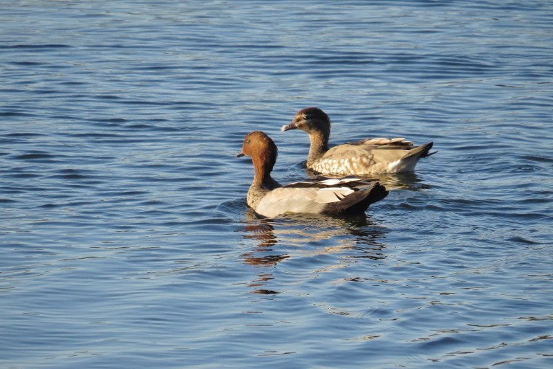 chenonetta jubata a 14