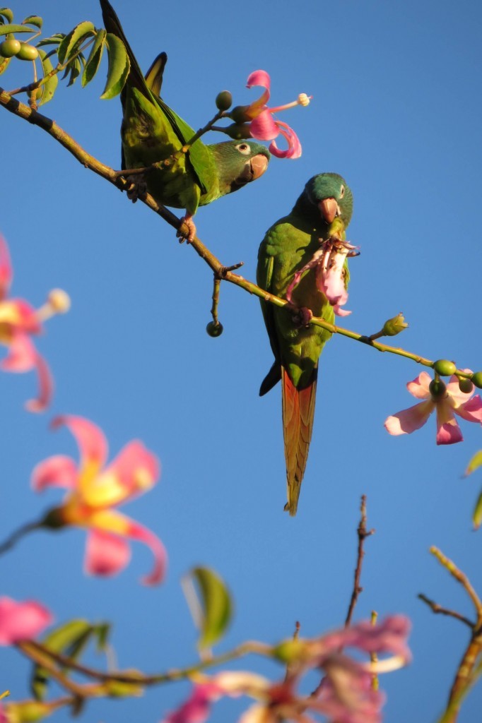periquitao_4