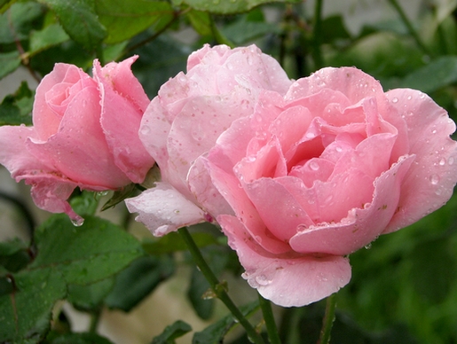 miss pétala molhada