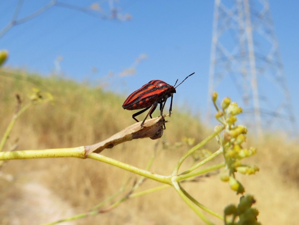 graphosoma lineatum 1
