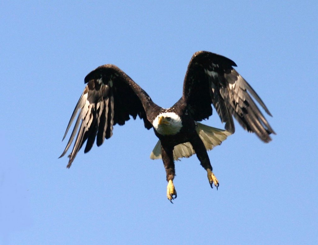 Haliaeetus_leucocephalus5